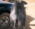 laotian-rock-rats-laonastes-aenigmamus-for-sale-at-a-market-in-laos-khammouan-province-scientists-in-vietnam-found-three-dead-specimens-from-the-11-million-year-old-species-in-quang-binh-province-6680.jpg