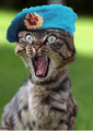 kot.png